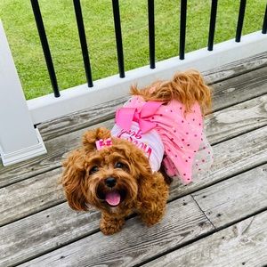 Fitwarm Birthday Girl Dog Tulle Dress